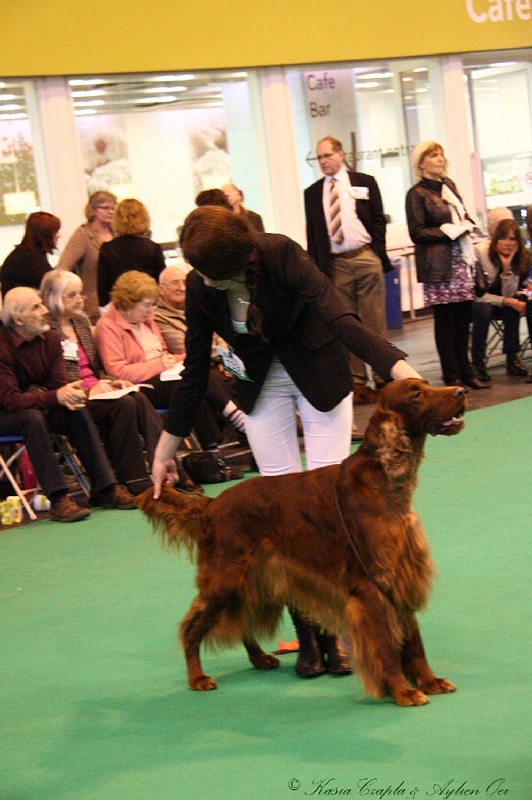 Crufts2011_2 130.jpg